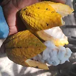 Ubatubambu