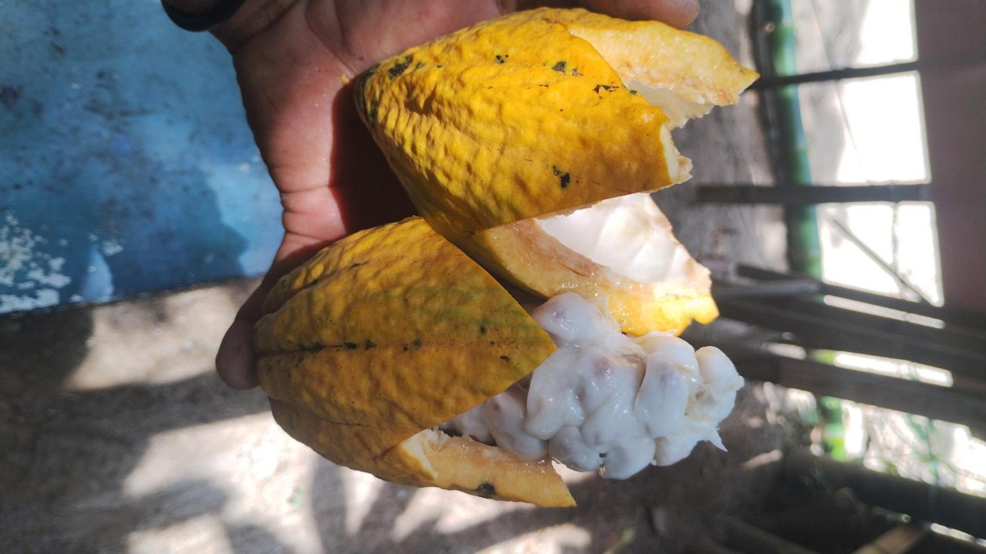 Ubatubambu